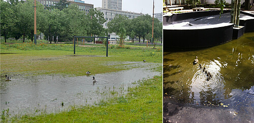 Même les canards sont à leur aise sur le campus !