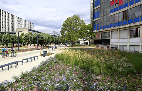 Des herbes adaptées aux milieux humides ont été plantées aux emplacements des bassins longeant la Faculté de droit.