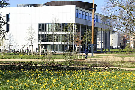 Un joli parterre de jonquilles.