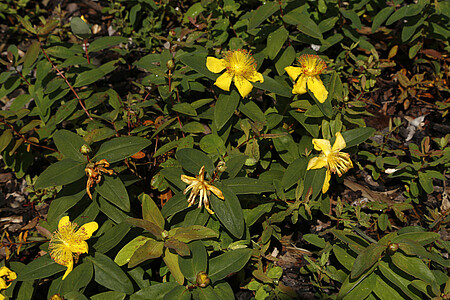 Les millepertuis sont en fleur en ce moment.
