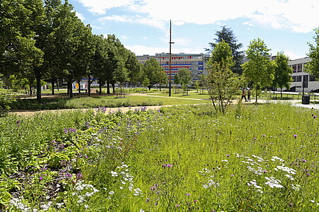 Un champ en pleine campagne ? Non, l'une des prairies fleuries de l'Unistra !