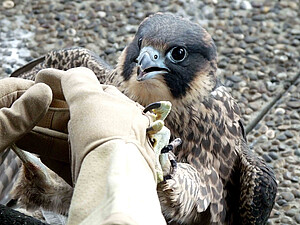 Au moins trois jeunes faucons sont nés ce printemps sur la Tour de chimie. Crédit : LPO Alsace.