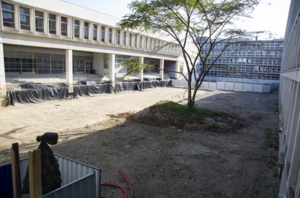« Tout sera fait pour préserver le cerisier du Japon du jardin central. »