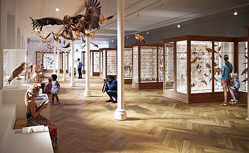 Plutôt qu'exposer toutes les espèces de mésange en même temps, une rotation régulière permettra de montrer la diversité des collections (exemple avec la galerie des 1 000 oiseaux). DR