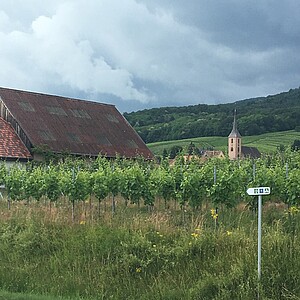 Début d'étape dans le vignoble alsacien
